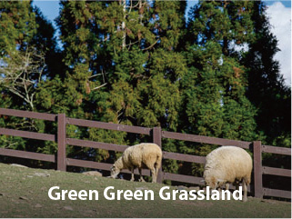 Green Green Grassland